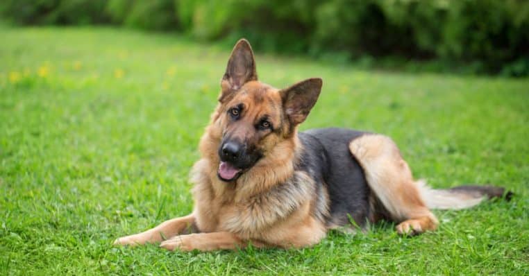 chien de berger allemand des etats unis