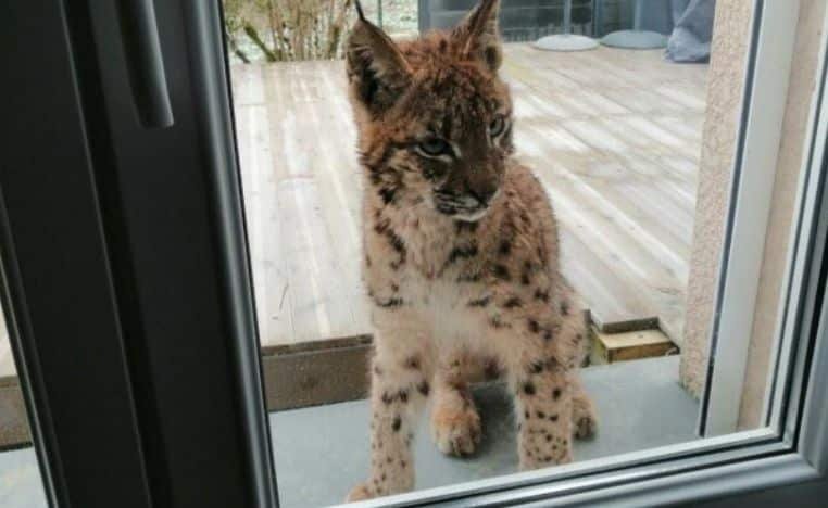 Cette femme s'est retrouvée nez à nez avec un Lynx... Elle a eu la peur de sa vie – Thebuzzly