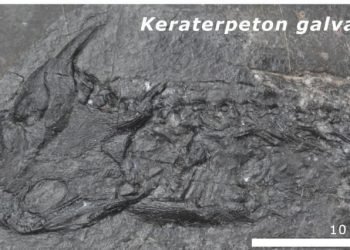 Des fossiles de «dragons» mutilés ont été cuits par d'anciens continents entrant en collision pour former la Pangée