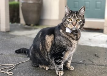 Dimanche avec des onglets le chat, mascotte de blog de maquillage et de beauté, vol.  739