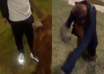 Il est déshabillé... par un orang-outan (vidéo)