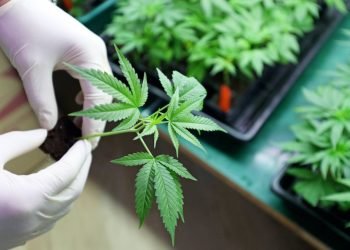 Le cannabis n'est pas meilleur qu'un placebo pour traiter la douleur, selon 20 études