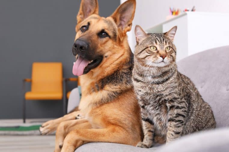 Pourquoi les chiens sont-ils si affectueux, contrairement aux chats ? – Thebuzzly