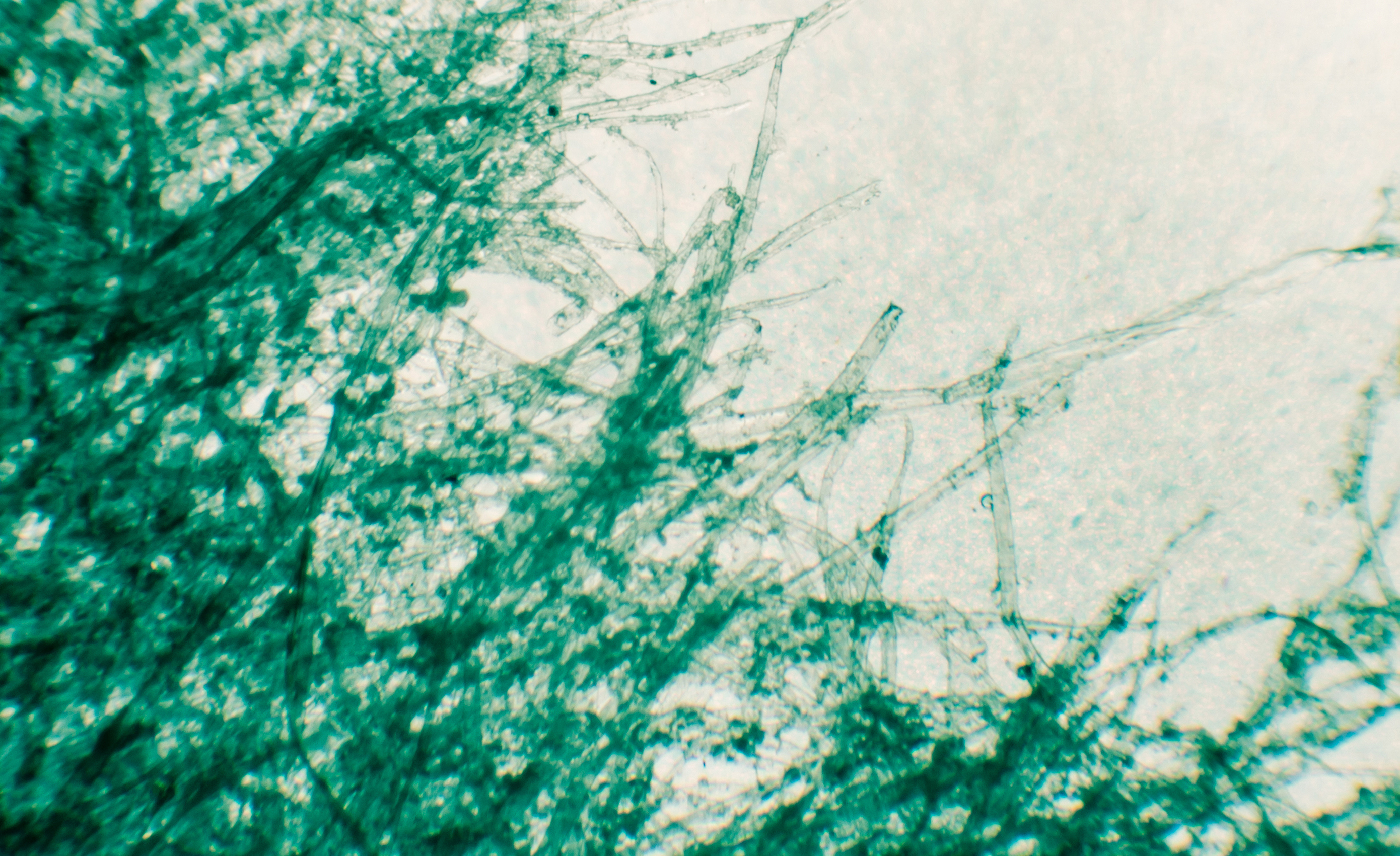 une image microscopique de papier déchiré montre des fibres de bois individuelles en bleu clair