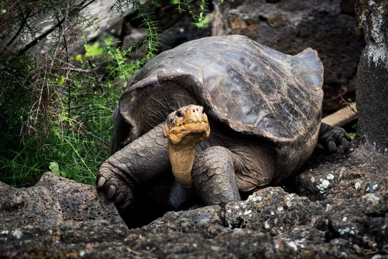 Trois jours de festivités pour la plus vieille tortue du monde qui fête ses... 190 ans ! – Thebuzzly