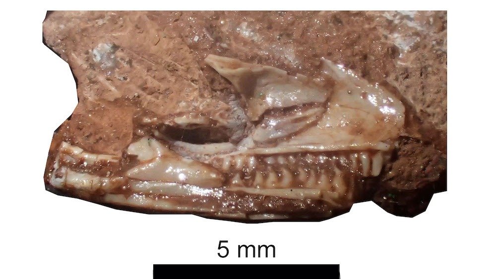 Une vue latérale du crâne et des dents pointues du lézard.