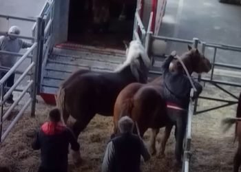 de nouvelles images glaçantes ont été partagées par la Fondation Brigitte Bardot...