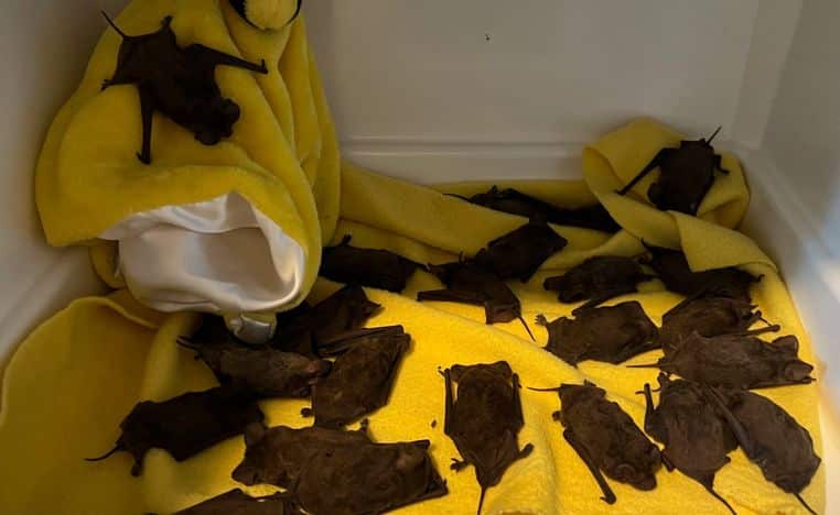 animaux usa chauves-souris