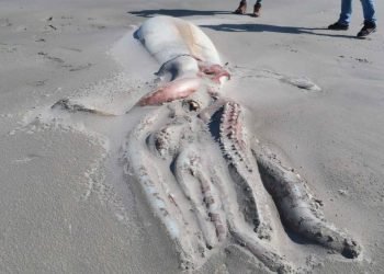 10 créatures bizarres qui se sont échouées en 2022