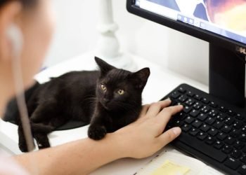 ce serait leur chat noir qui leur aurait porté chance