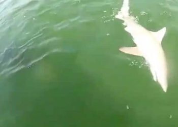 D'une seule bouchée, un monstre marin sort de l'eau pour attraper un requin de 3 mètres !  (vidéo)