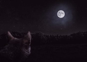 Le "Wolf micromoon" complet se lève le 6 janvier. Voici comment regarder.