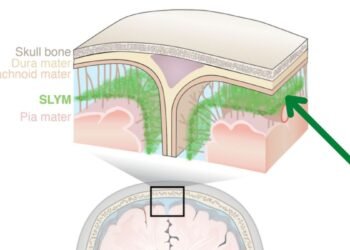 Le nouveau «bouclier protecteur» dans le cerveau est comme une tour de guet pour les cellules immunitaires