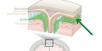 La Terre pourrait-elle un jour quitter notre système solaire ? – Thebuzzly