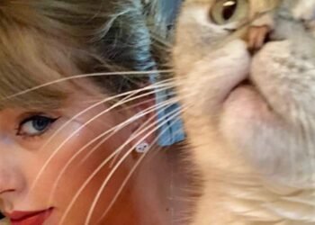 son chat fait partie des animaux de compagnie les plus riches du monde, une somme à huit chiffres