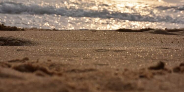 Une femme découvre une étrange créature échouée sur la plage !