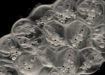 Les cerveaux des calmars et des humains se développent de la même manière malgré leurs divergences il y a 500 millions d'années