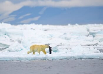 Déplacez-vous sur les ours polaires, il y a un autre grand prédateur le long de la côte arctique