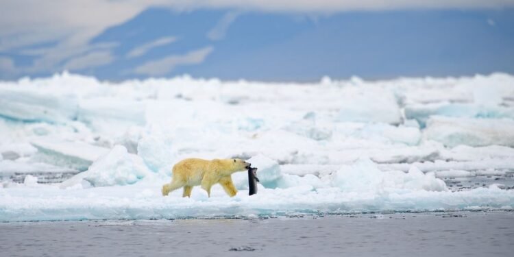 Déplacez-vous sur les ours polaires, il y a un autre grand prédateur le long de la côte arctique