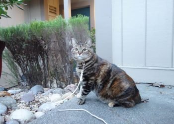 Dimanche avec des onglets le chat, mascotte de blog de maquillage et de beauté, vol.  743