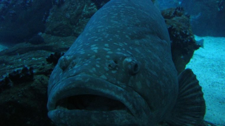 D'une seule bouchée, un monstre marin sort de l'eau pour attraper un requin de 3 mètres ! (vidéo) – Thebuzzly'une seule bouchée, un monstre marin sort de l'eau pour attraper un requin de 3 mètres !  (vidéo)