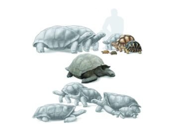 La tortue géante éteinte était le «mammouth» de Madagascar il y a 1 000 ans