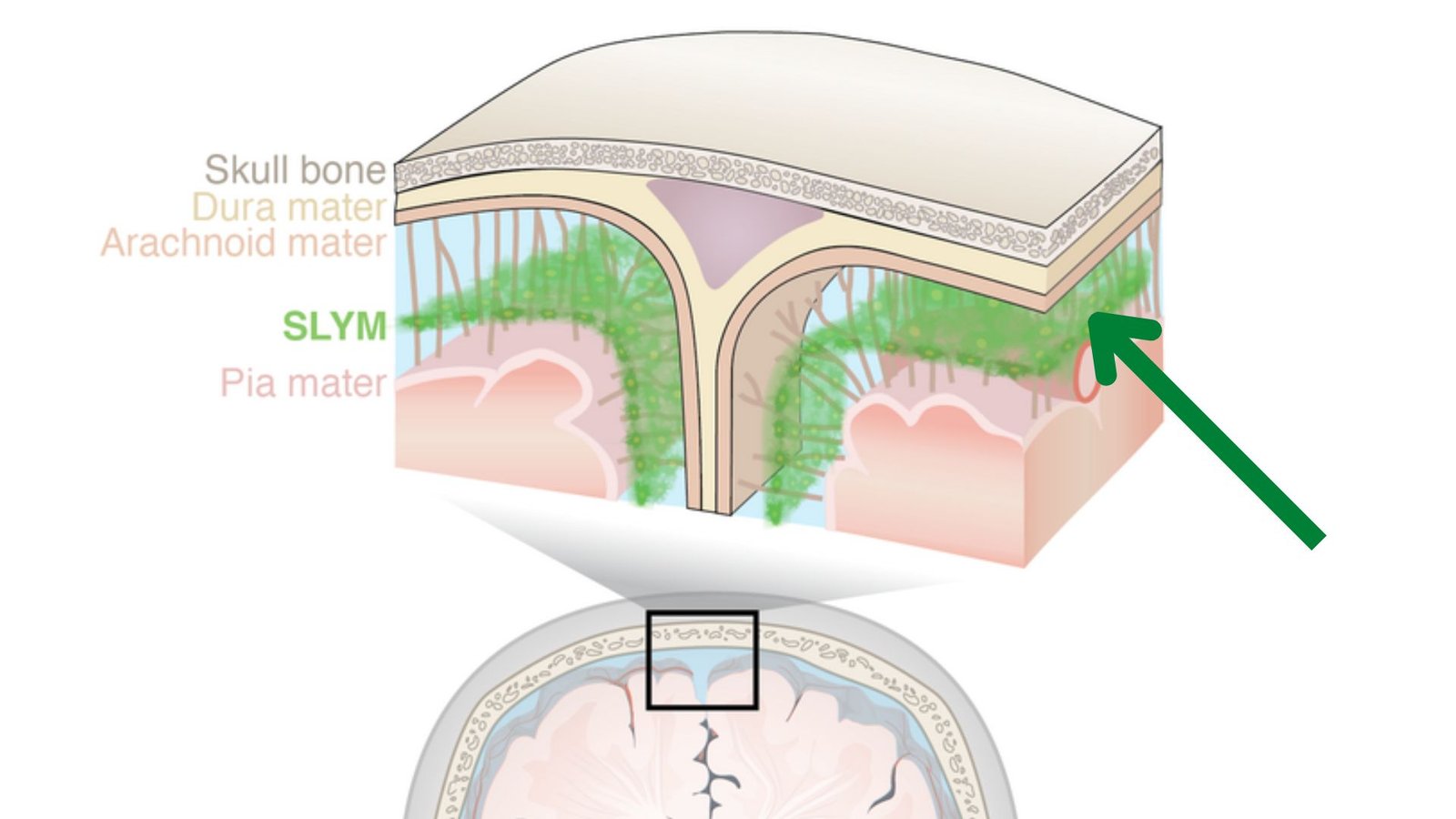 Le nouveau «bouclier protecteur» dans le cerveau est comme une tour de guet pour les cellules immunitaires