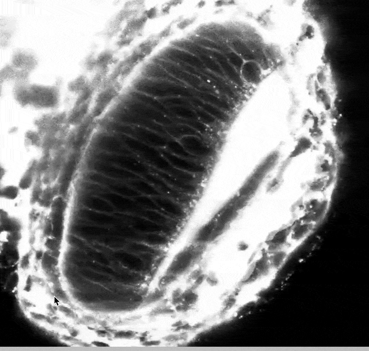 Une rétine de calmar avec ses membranes cellulaires marquées d'un colorant fluorescent pour les rendre visibles.