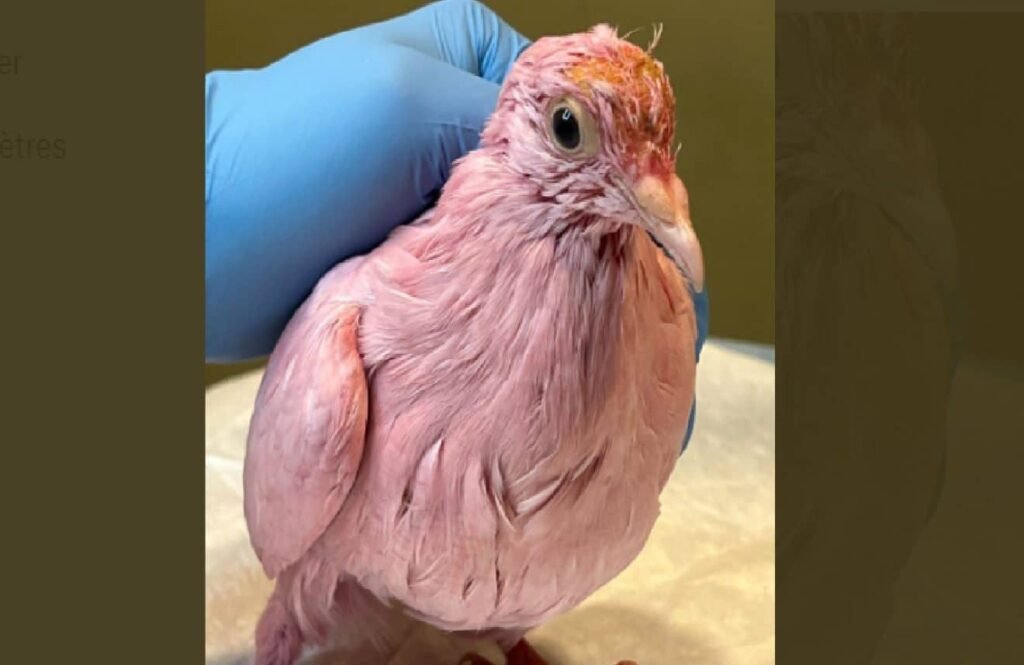 Un pigeon teint en rose à New York suscite l'indignation des groupes de protection des animaux – Thebuzzly