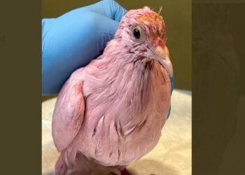 Un pigeon rose retrouvé à New York suscite l