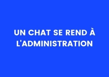Un chat va à l'administration