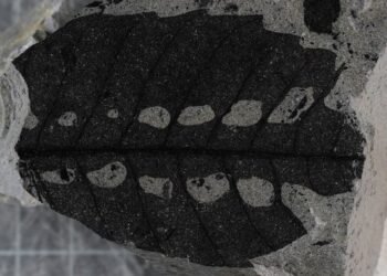 Les plantes "dormaient" avec des feuilles enroulées il y a 250 millions d'années, révèlent d'anciennes piqûres d'insectes