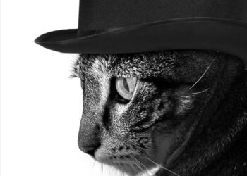 Dimanche avec des onglets le chat, mascotte de blog de maquillage et de beauté, vol.  749