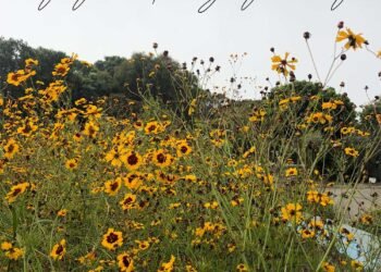 Blog maquillage et beauté Sondage du lundi, Vol.  767