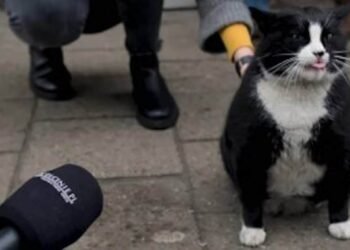 Ce très gros chat est une star, il devient une attraction touristique