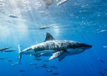Dans une rare attaque, un grand requin blanc décapite un plongeur au Mexique.  Mais pourquoi?