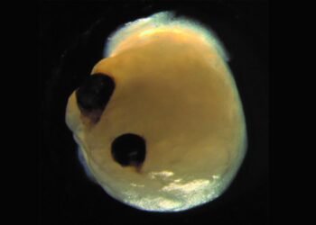 Des mini-cerveaux cultivés en laboratoire seront utilisés comme "matériel biologique" pour créer de nouveaux bio-ordinateurs, proposent des scientifiques