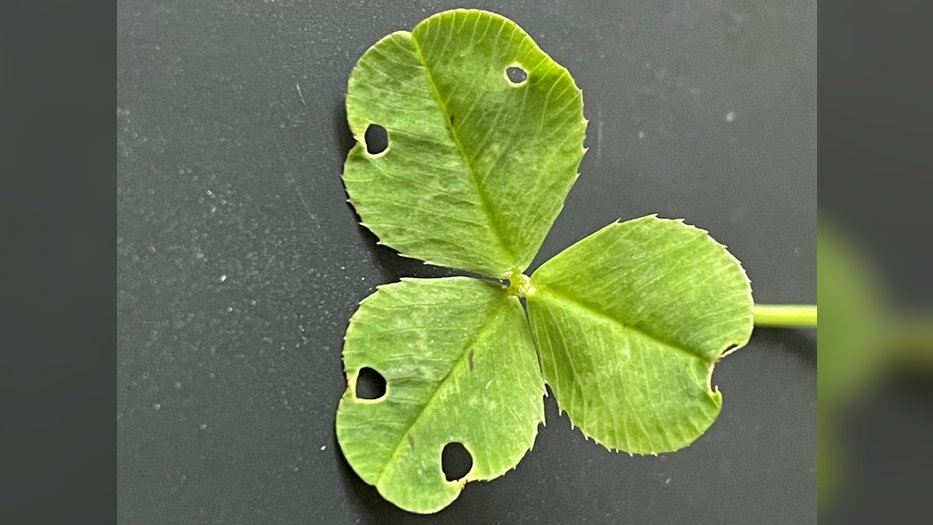 Sur les feuilles déployées du Trifolium repens (le trèfle commun), on peut voir des dégâts symétriques dus à l'alimentation des insectes.