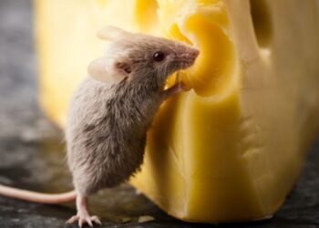 Les souris aiment-elles vraiment le fromage ?