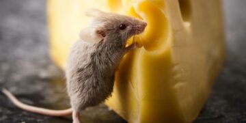 Les souris aiment-elles vraiment le fromage ?