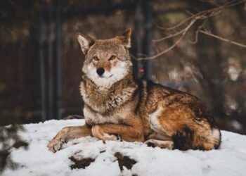 Plus d'un tiers de la faune américaine menacée d'extinction, selon un nouveau rapport "sombre"