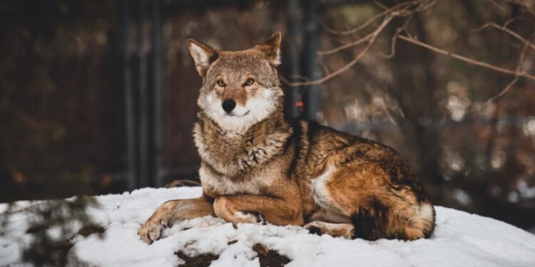 Plus d'un tiers de la faune américaine menacée d'extinction, selon un nouveau rapport 