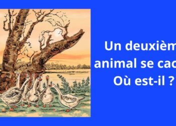 Pouvez-vous trouver l'autre animal dans cette illustration?