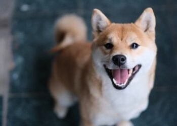 Le prix des pièces Shiba Inu maintient sa tendance à la hausse alors que Bitcoin dégringole