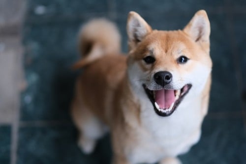 Prévision du prix des pièces Shiba Inu 2023,2025,2030,2040 – Thebuzzly