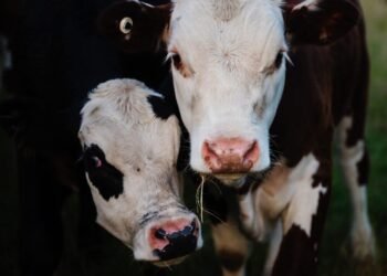 Pour des raisons de sécurité, le Salon de l