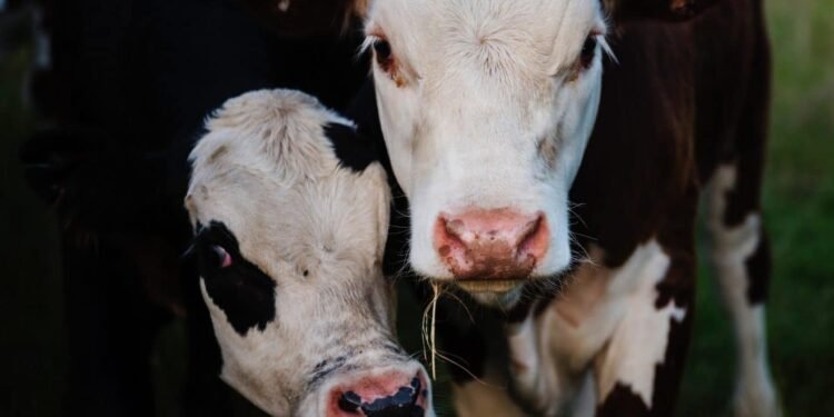 Pour des raisons de sécurité, le Salon de l'Agriculture ferme ses portes – Thebuzzly