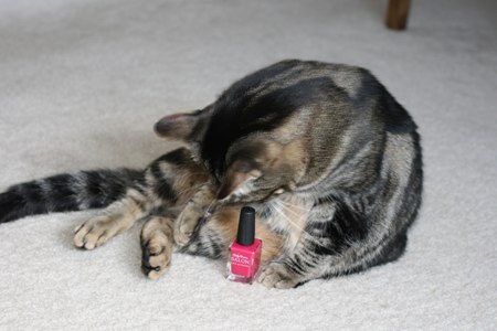 Dimanche avec des onglets le chat, mascotte de blog de maquillage et de beauté, vol.  751