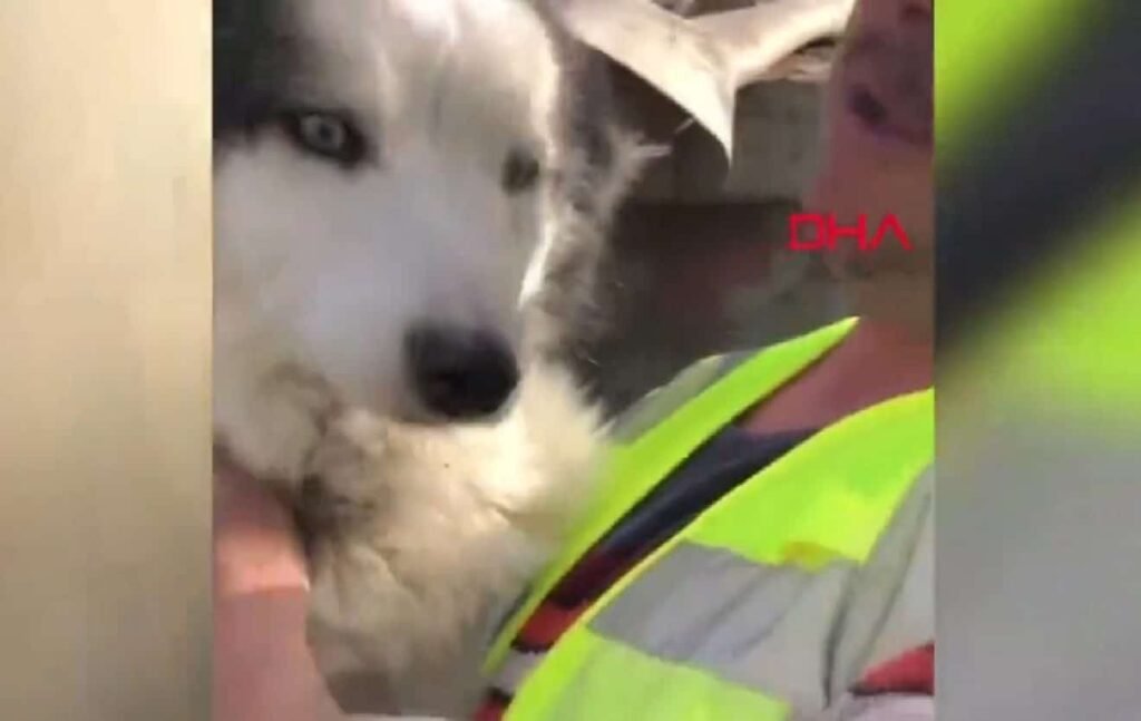 un chien miraculeusement retrouvé vivant après 23 jours parmi les Séisme en Turquie : un chien miraculeusement retrouvé vivant après 22 jours dans les décombres