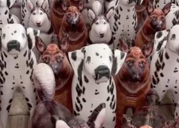 Êtes-vous assez fort pour trouver le vrai chien sur cette photo ?